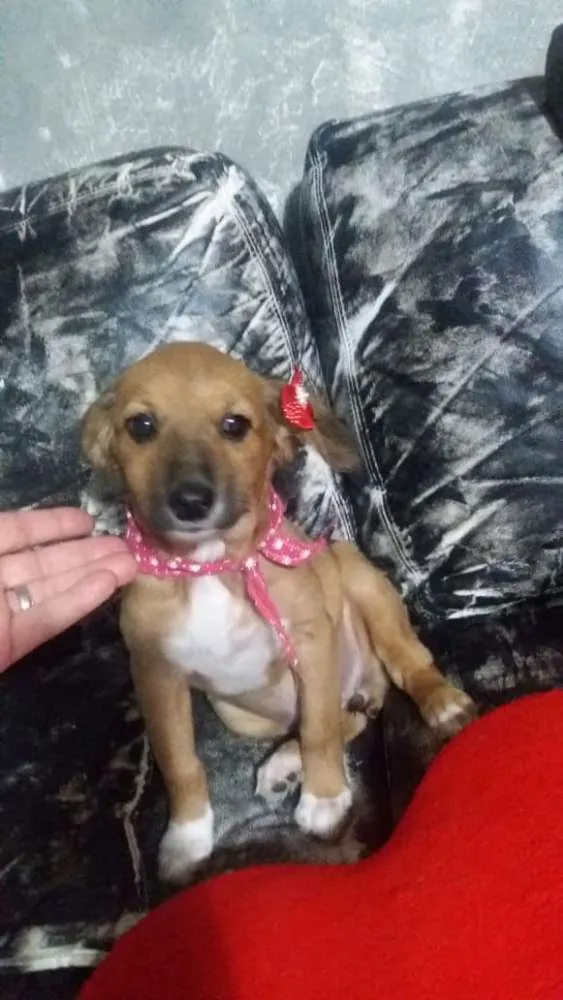 Cachorro ra a srd idade 2 a 6 meses nome Antonia 