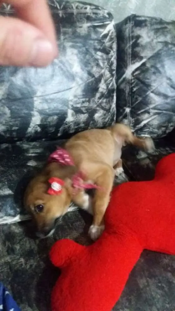 Cachorro ra a srd idade 2 a 6 meses nome Antonia 