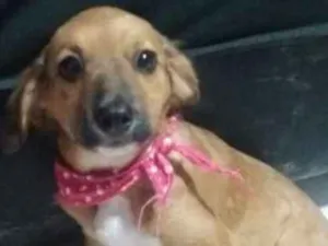 Cachorro raça srd idade 2 a 6 meses nome Antonia 