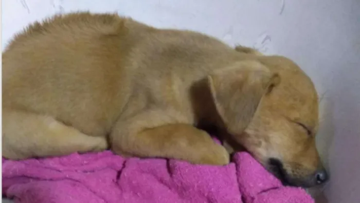 Cachorro ra a SRD idade Abaixo de 2 meses nome Mel
