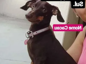 Cachorro raça Dachshund Tekel idade 2 anos nome Cacau