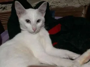 Gato raça  idade 1 ano nome Mil