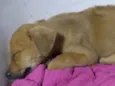 Mel