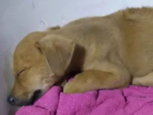 Cachorro raça SRD idade Abaixo de 2 meses nome Mel