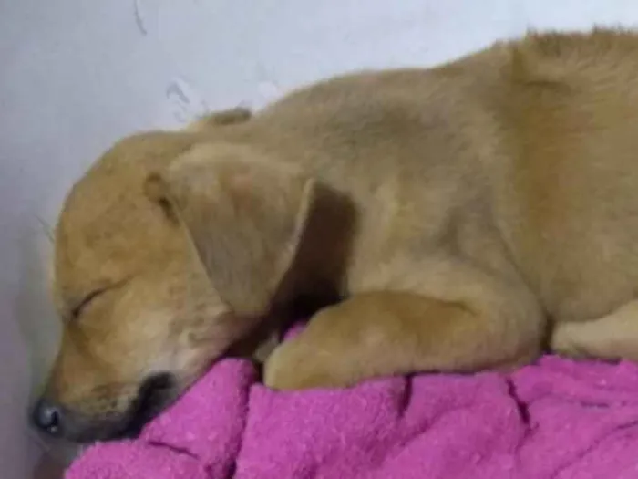 Cachorro ra a SRD idade Abaixo de 2 meses nome Mel