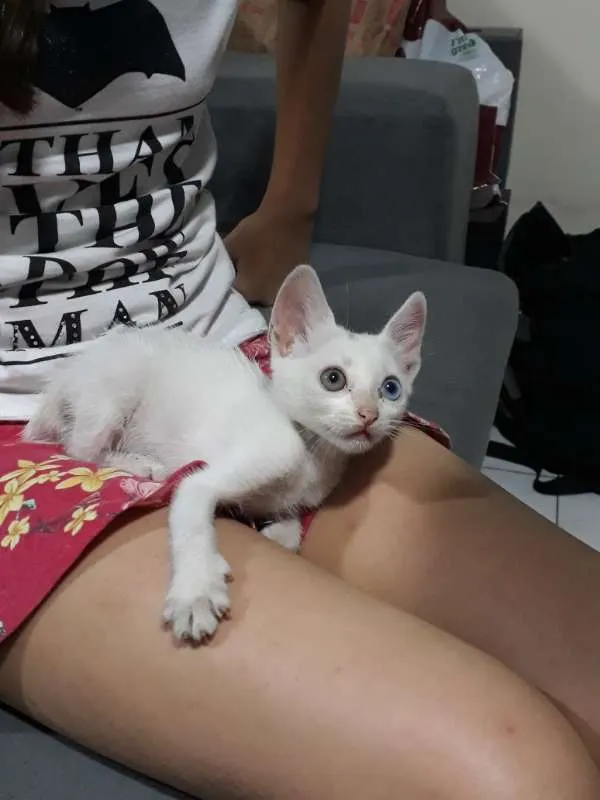 Gato ra a SRD idade 2 a 6 meses nome Sem Nome