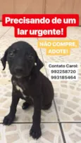 Carpete