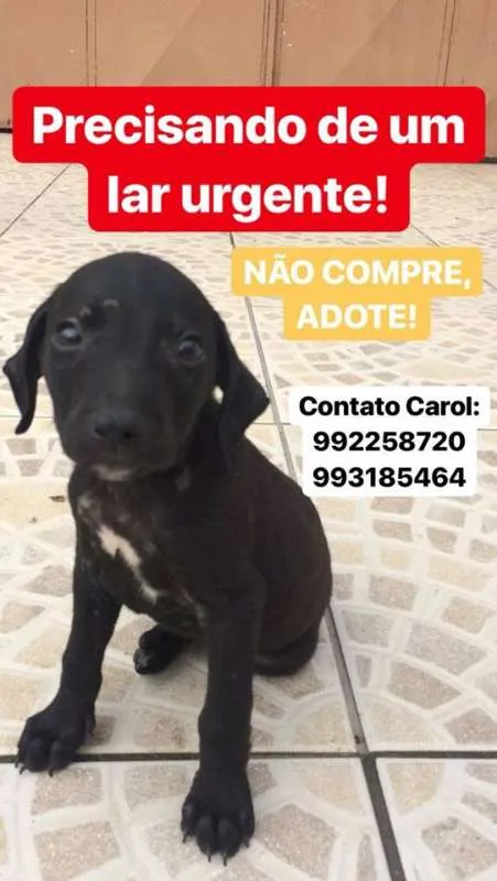 Cachorro ra a vira-lata idade Abaixo de 2 meses nome Carpete