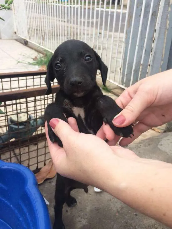 Cachorro ra a vira-lata idade Abaixo de 2 meses nome Carpete
