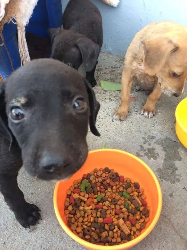 Cachorro ra a vira-lata idade Abaixo de 2 meses nome Carpete