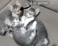 Gatinhos