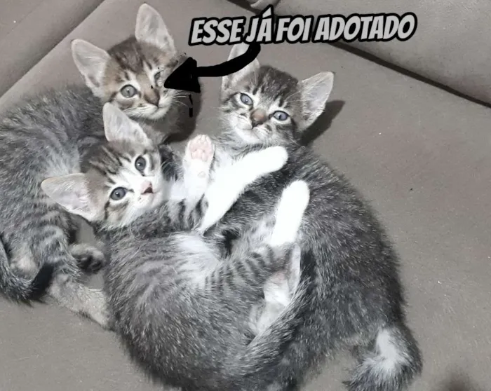 Gato ra a  idade Abaixo de 2 meses nome Gatinhos