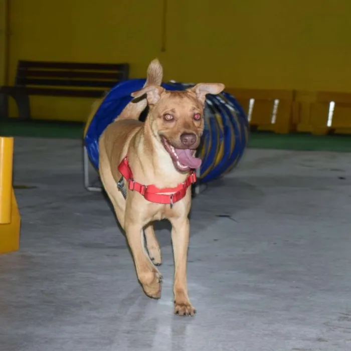 Cachorro ra a Vira lata idade 1 ano nome ZIG
