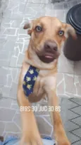 ZIG