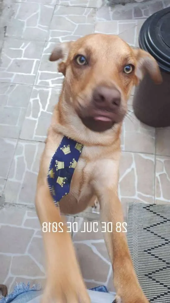 Cachorro ra a Vira lata idade 1 ano nome ZIG