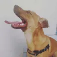 ZIG