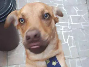 Cachorro raça Vira lata idade 1 ano nome ZIG