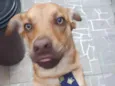 ZIG
