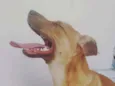 ZIG
