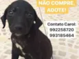 Carpete