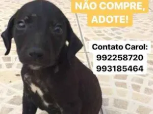 Cachorro raça vira-lata idade Abaixo de 2 meses nome Carpete
