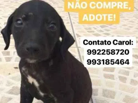 Cachorro ra a vira-lata idade Abaixo de 2 meses nome Carpete