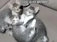 Gatinhos
