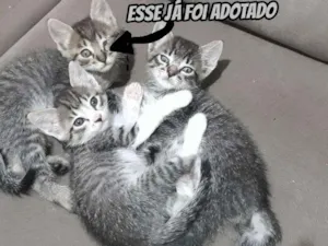 Gato raça  idade Abaixo de 2 meses nome Gatinhos