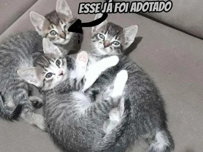 Gato ra a  idade Abaixo de 2 meses nome Gatinhos