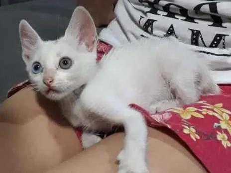Gato ra a SRD idade 2 a 6 meses nome Sem Nome