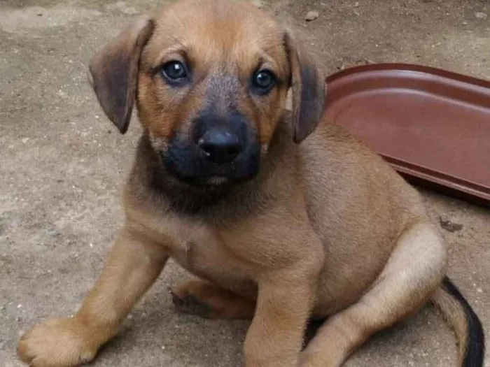 Cachorro ra a SRD idade Abaixo de 2 meses nome Ainda não tem nome