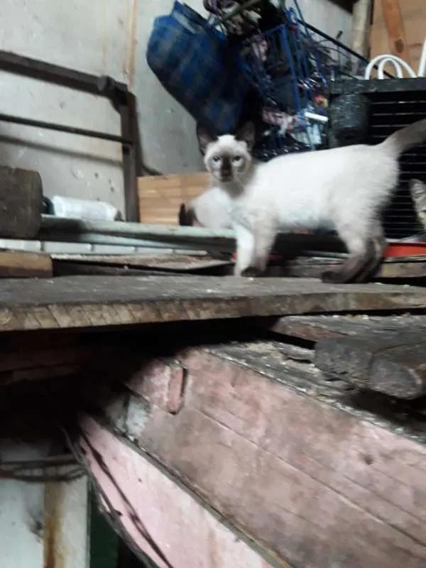 Gato ra a  idade 2 a 6 meses nome CEBOLINHA LEON LOIRO