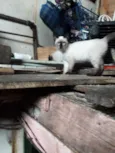 CEBOLINHA LEON LOIRO