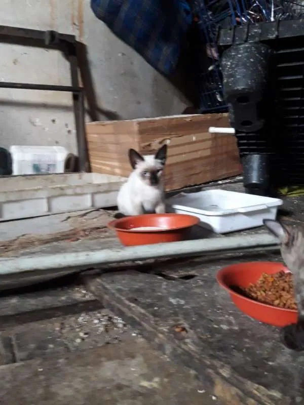 Gato ra a  idade 2 a 6 meses nome CEBOLINHA LEON LOIRO