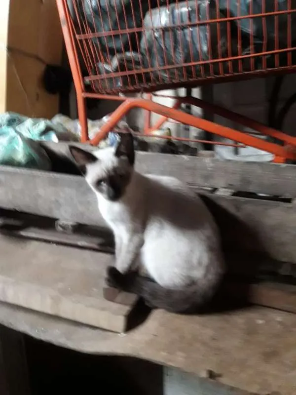 Gato ra a  idade 2 a 6 meses nome CEBOLINHA LEON LOIRO