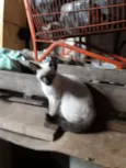 CEBOLINHA LEON LOIRO
