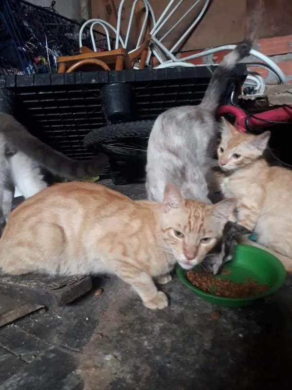 Gato ra a  idade 2 a 6 meses nome CEBOLINHA LEON LOIRO