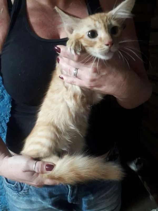 Gato ra a  idade 2 a 6 meses nome CEBOLINHA LEON LOIRO