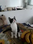 CEBOLINHA LEON LOIRO