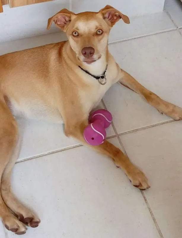 Cachorro ra a SRD idade 2 anos nome Mel