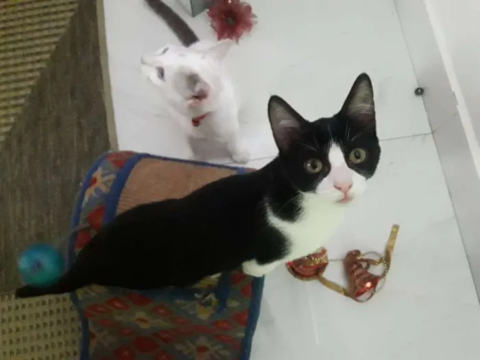 Gato ra a  idade 2 a 6 meses nome CEBOLINHA LEON LOIRO