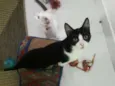 CEBOLINHA LEON LOIRO