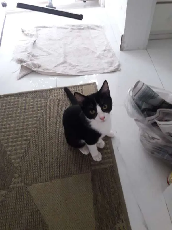 Gato ra a  idade 2 a 6 meses nome CEBOLINHA LEON LOIRO