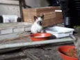 CEBOLINHA LEON LOIRO