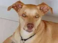 Mel