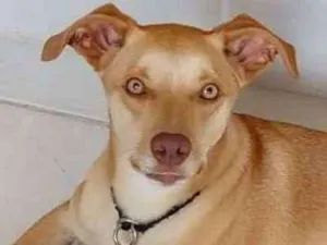 Cachorro raça SRD idade 2 anos nome Mel