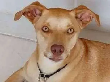 Cachorro ra a SRD idade 2 anos nome Mel