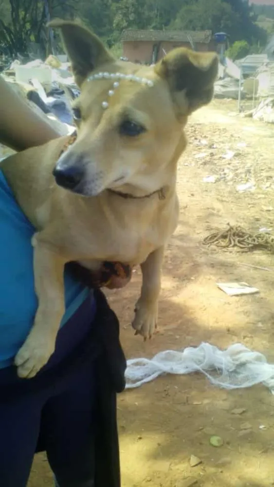 Cachorro ra a Vira lata idade 5 anos nome Bolinha