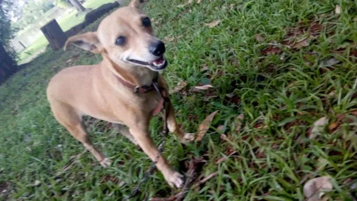 Cachorro ra a Vira lata idade 5 anos nome Bolinha