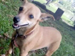 Cachorro raça Vira lata idade 5 anos nome Bolinha
